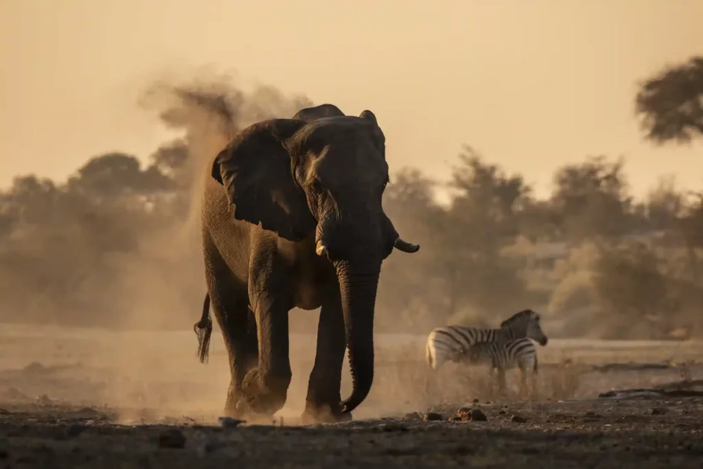 Okavango Wilderness Retreats Moela